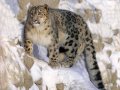 Афганистан 500 афгани 2000 год - Всемирный фонд дикой природы - Ирбис (снежный леопард)