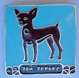 Значок. Серия собаки. Той терьер (голубой фон)