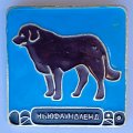 Значок. Серия собаки. Ньюфаундленд (голубой фон)