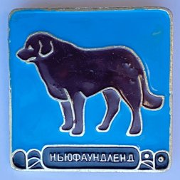 Значок. Серия собаки. Ньюфаундленд (голубой фон)