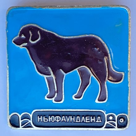 Значок. Серия собаки. Ньюфаундленд (голубой фон)