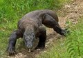 Индонезия 50 рупий 1991 год - Комодский варан