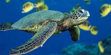 Колумбия 1000 песо 2016 год - Морская черепаха