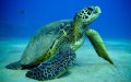 Колумбия 1000 песо 2016 год - Морская черепаха