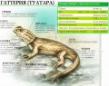 Новая Зеландия 5 центов 2003 год - Гаттерия