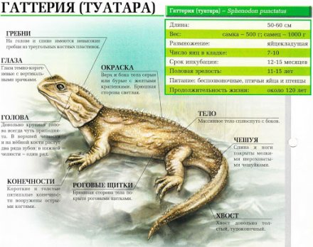 Новая Зеландия 5 центов 2003 год - Гаттерия