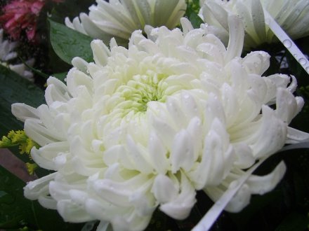 Китай 1 юань 2007 год - Хризантема