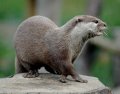 Конго 25 сентим 2002 год - Животные. Конголезская безкоготная выдра