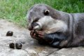 Конго 25 сентим 2002 год - Животные. Конголезская безкоготная выдра