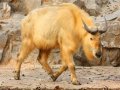 Острова Кука 1 доллар 1996 год - Вымирающие виды. Сычуаньский такин