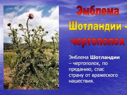 Великобритания 1 фунт 1984 год - Чертополох-эмблема Шотландии (серебро)