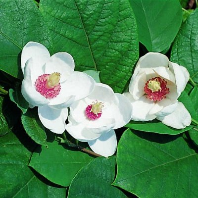 Северная Корея 100 вон 2008 год - Магнолия Зибольда. Герб КНДР