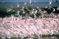Германия 10 евро 2004 год - Национальный парк Гамбургские ватты