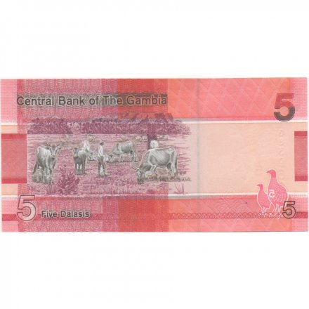Гамбия 5 даласи 2019 года - Гигантский пегий зимородок UNC