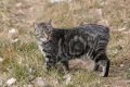 Остров Мэн 15 экю 1994 год - Мэнская кошка