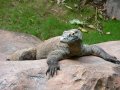 Индонезия 50 рупий 1998 год - Ящерица Комодо