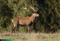 Ирландия 1 фунт 1990 год - Благородный олень (Cervus elephus) (Proof)