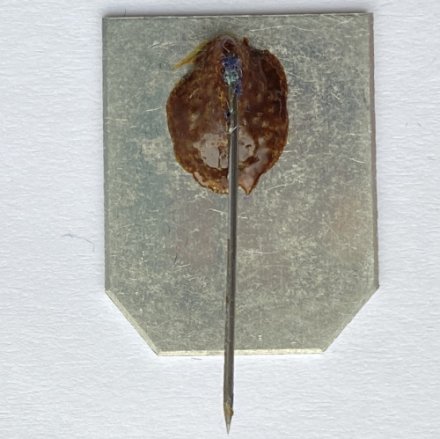 Значок. Футбол. Xl Mexiko 1970